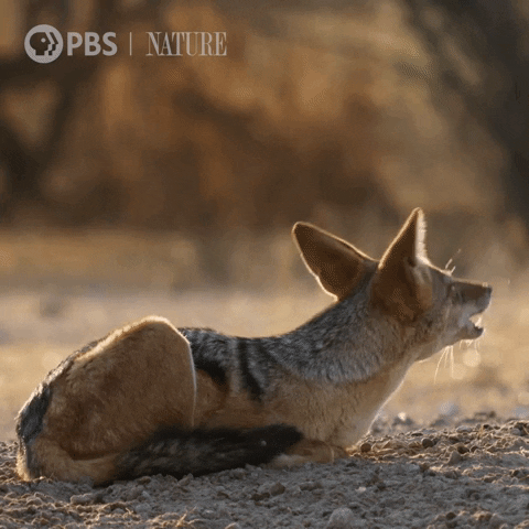 Howling Wild Dogs GIF by Nature on PBS