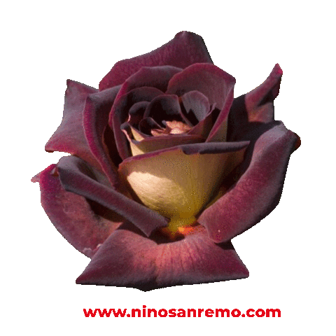 Nino Sanremo Sticker