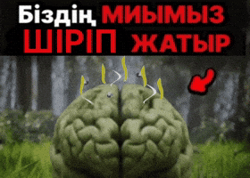 Қазақша Мемдер GIF