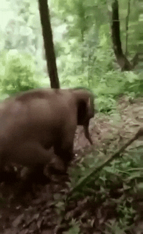 elephant GIF