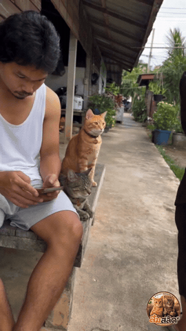 Cats GIF