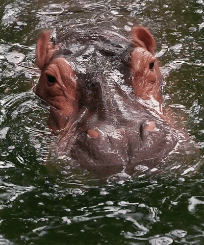 wildlife hippo GIF
