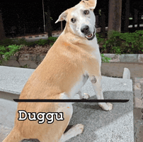 Philly Dugger GIF