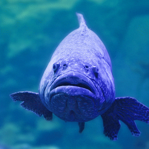 Fish Shark GIF by Aquarium of the Pacific