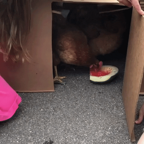 amazon prime chicken farm GIF by Real Food RN