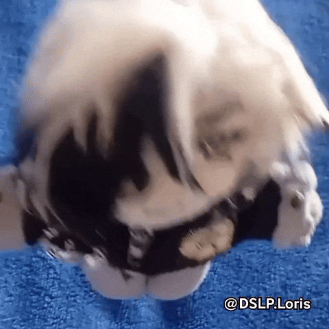 Hsr GIF