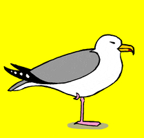 Seagull Happy Dance GIF