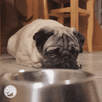 Dog Food GIF by Taste of the Wild