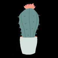 Plant Cactus GIF by Succulent Bar