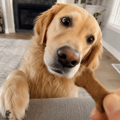 Golden Retriever Dog GIF by Woofzara