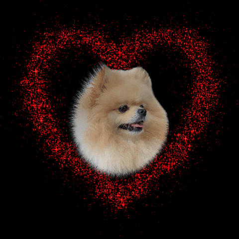 thorpompup love heart dog sweet GIF
