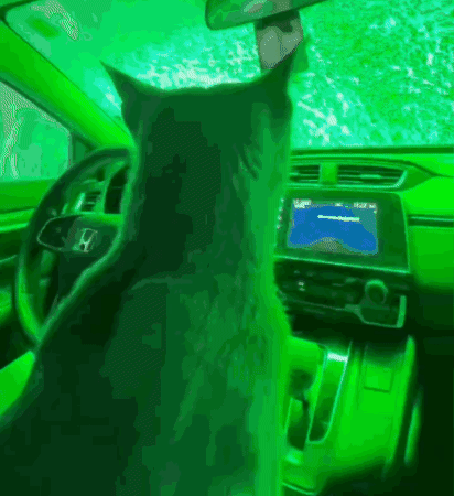 Cat GIF