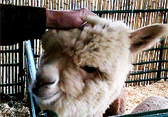 Image result for alpaca gif