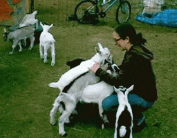 goat win GIF