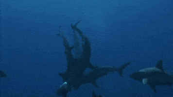 Discovery Sharks GIF by Shark Week