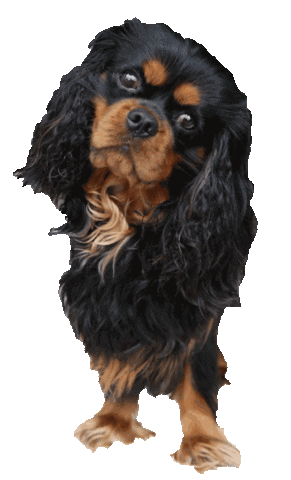 Dog Sticker