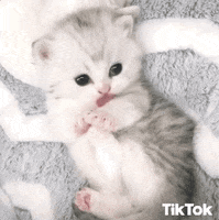 Kitten Im Cute GIF by TikTok
