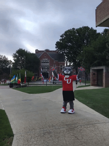 Cat Moving GIF by Clark University