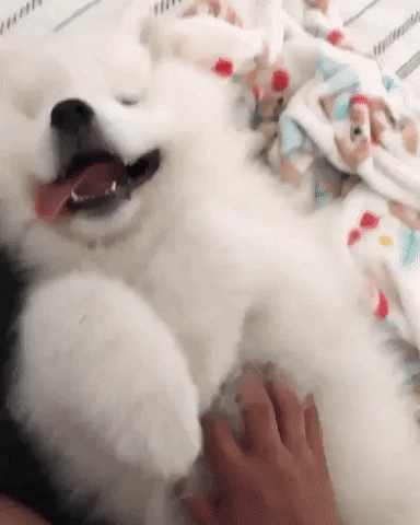 Awesome Dog GIF by JustViral.Net