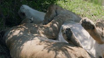 200.gif?cid=f0bdee70o4wf3s8cfxbdkkwgr524cou2rwavgb93n9b24wlb&rid=200.gif&ct=g