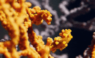 Biology Pbs Ds GIF by PBS Digital Studios