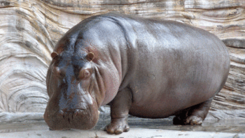 Hippo GIF