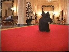 George W Bush Dog GIF by US National Archives