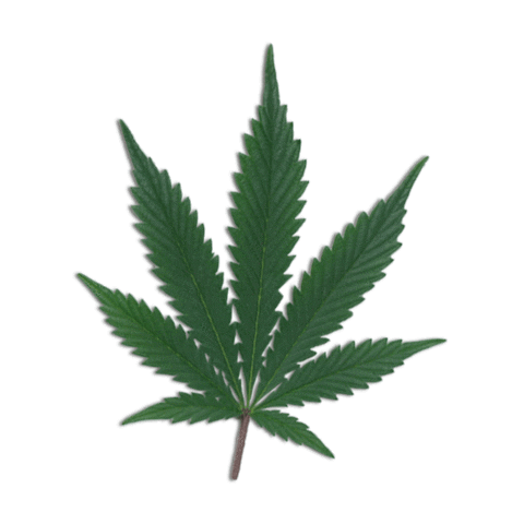 Leaf Sticker