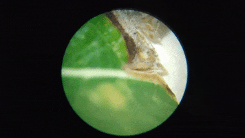 Leaf GIF