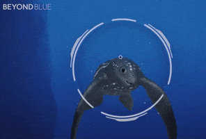 Leatherback Turtle GIF by Beyond Blue