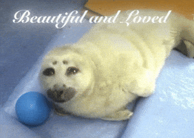 Seal Nico GIF