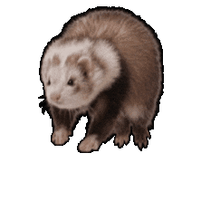 Ferret Sticker