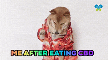 Shiba Inu Dog GIF by Imaginal Biotech
