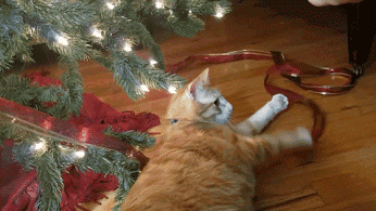 cat christmas GIF