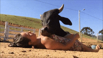 pal cow lick GIF
