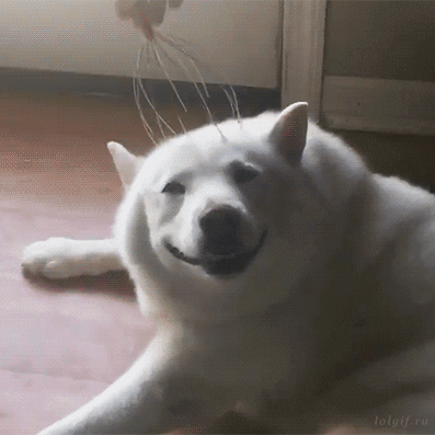和犬の笑顔 : Gif収集ブログ