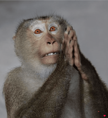 Forgive Monkey GIF