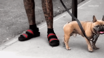 french bulldog street style GIF by MOST EXPENSIVEST