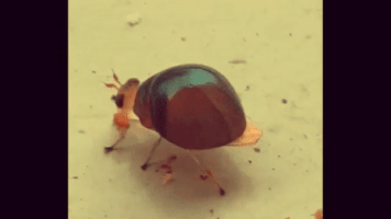 vacuum cleaner beetle GIF