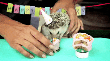 party birthday happy birthday cake hedgehog