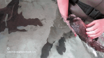 200.gif