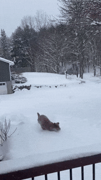 Dog Frolics in Snowy Lake George as Winter Storm Moves Through