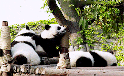 playing panda bear GIF