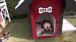georgia bulldogs