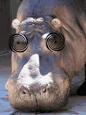 hippo