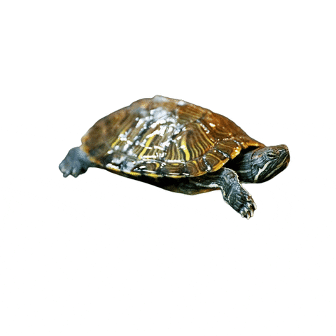 New York Yankees Turtle GIF by The Mix