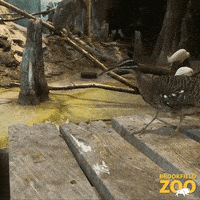 Birds Sneak GIF by Brookfield Zoo