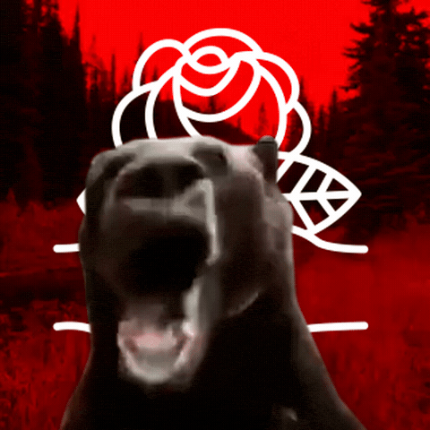 Black Bear GIF
