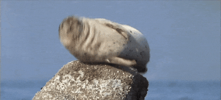 Seal Jumping GIF
