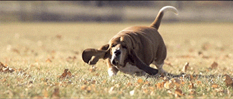 Hound Basset GIF - Find & Share on GIPHY